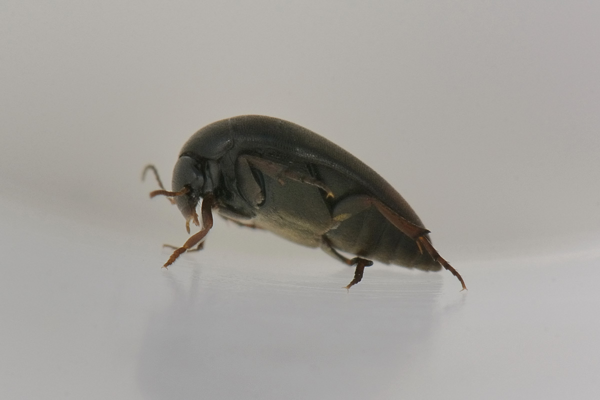 Eucinetus haemorroidalis - Eucinetidae